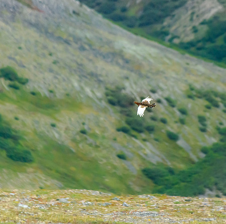 Rock ptarmigan