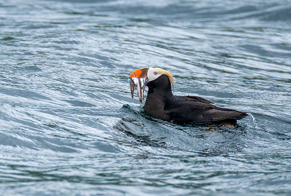 Horned puffin