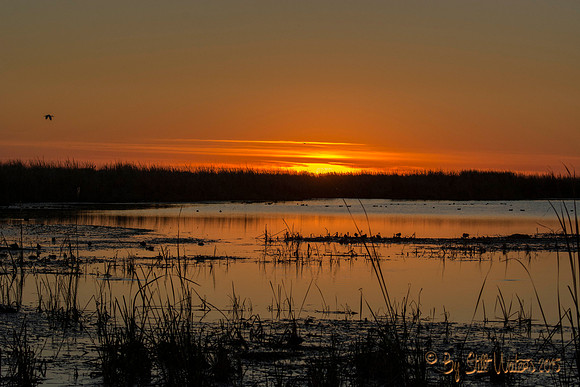 Leonabelle Turnbull nature preserve Port Aransas, Texas