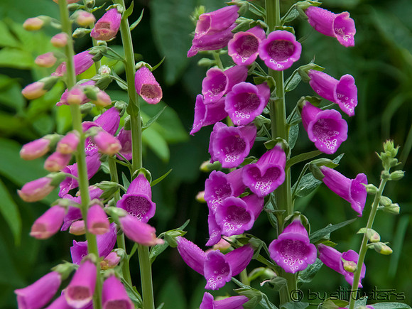 Foxgloves