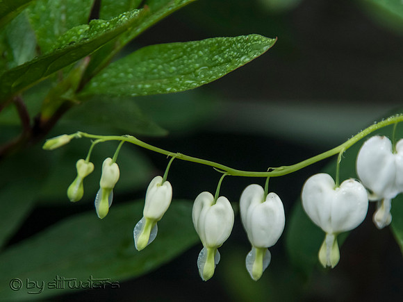 Bleeding hearts