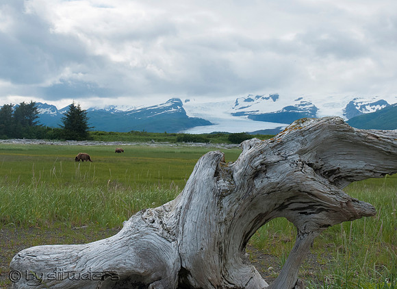 Hallo Bay at Katmai National Park bear viewing