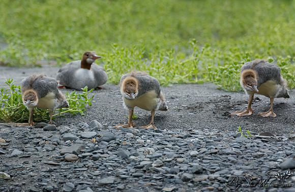 Common merganser female with ducklings