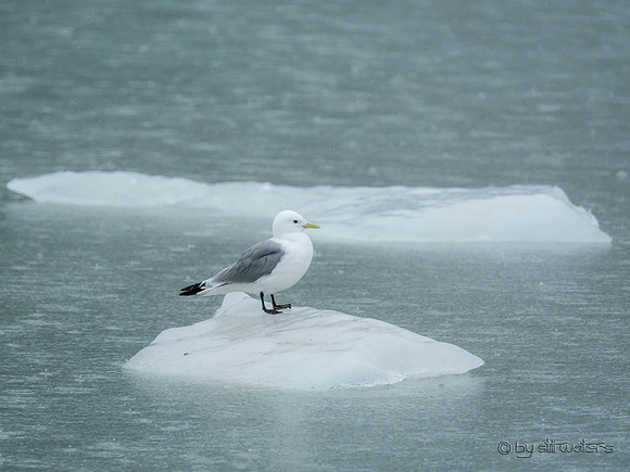 Black legged kittiwake on glacier ice