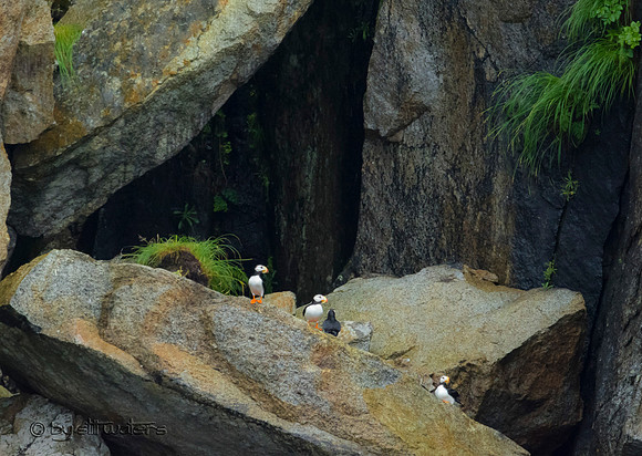 Puffins