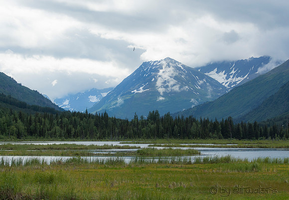 Tern Lake