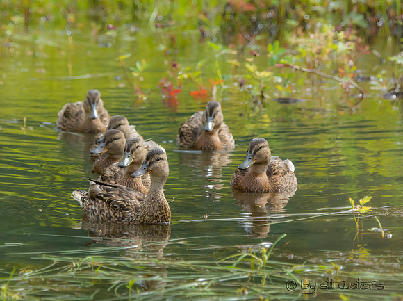 Mallard female and ducklings
