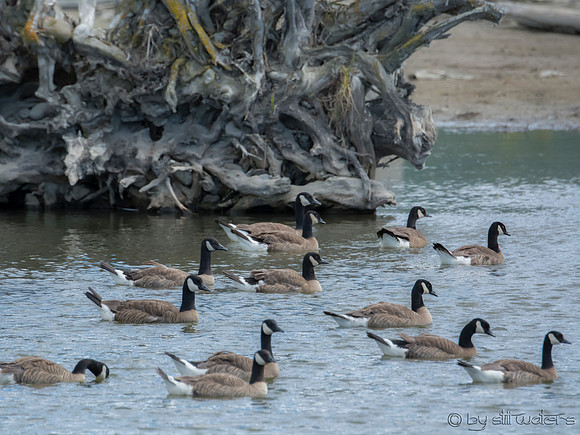 Canada geese