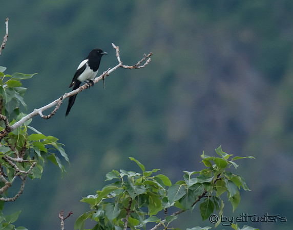 Magpie