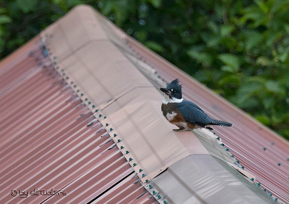 Kingfisher female