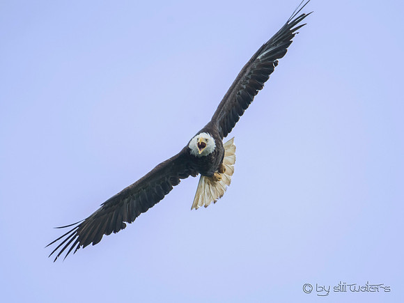Bald eagle
