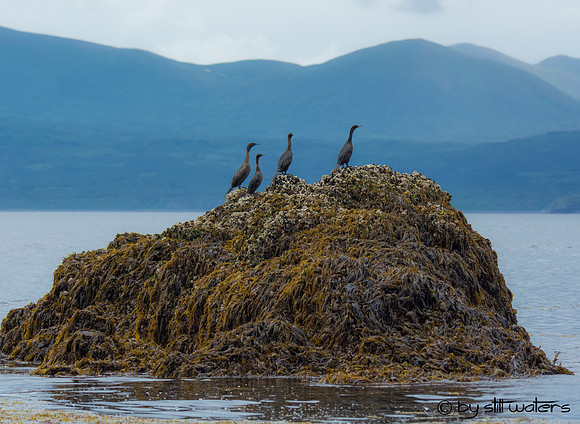 Pelagic cormorant