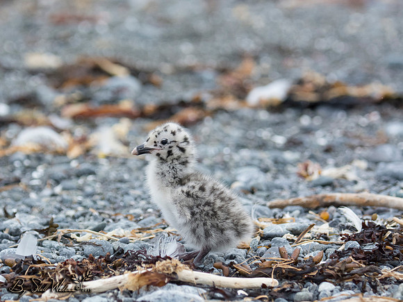Glaucaus gull chick