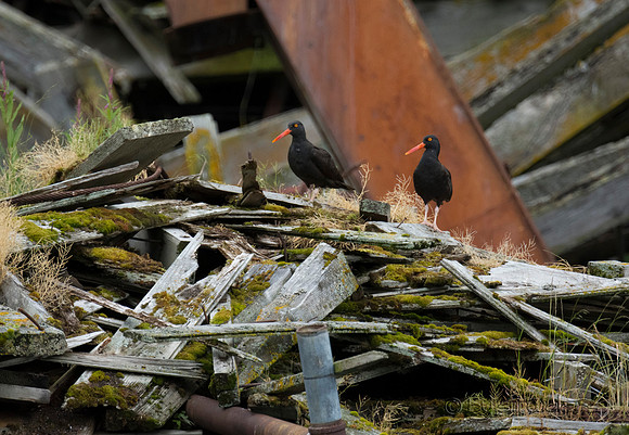 Black oystercatchers