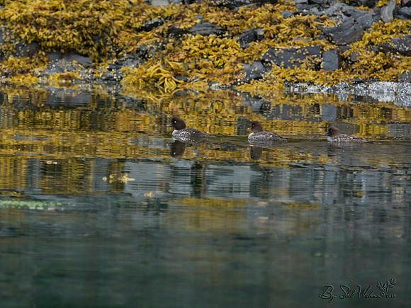 Goldeneye ducks