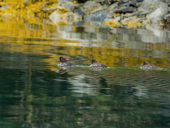 Goldeneye ducks