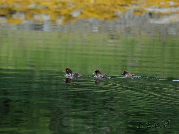 Goldeneye ducks