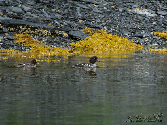 Goldeneye ducks
