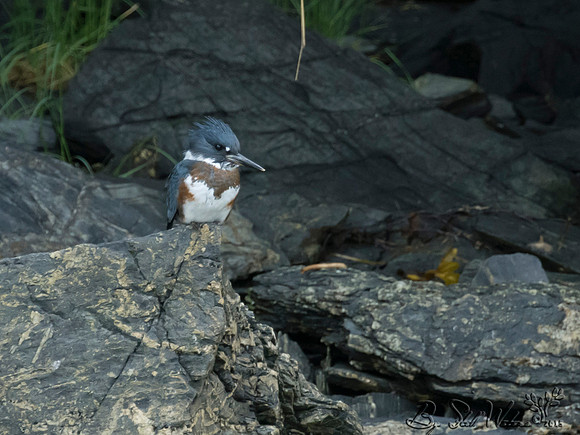 Kingfisher female