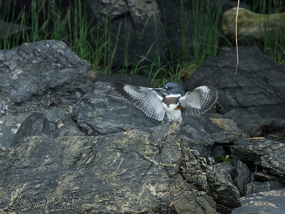 Kingfisher female