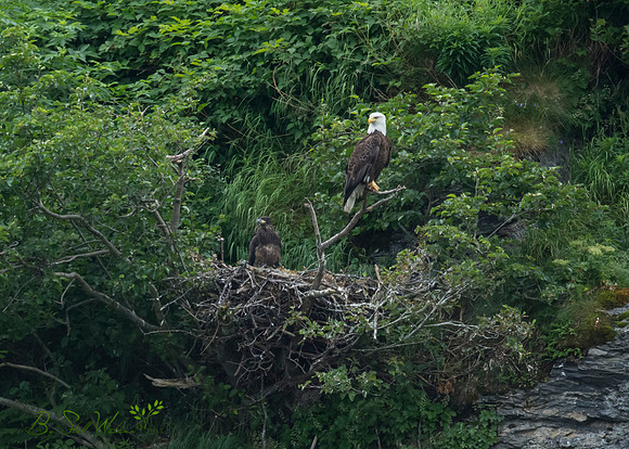 Bald eagle and eaglet