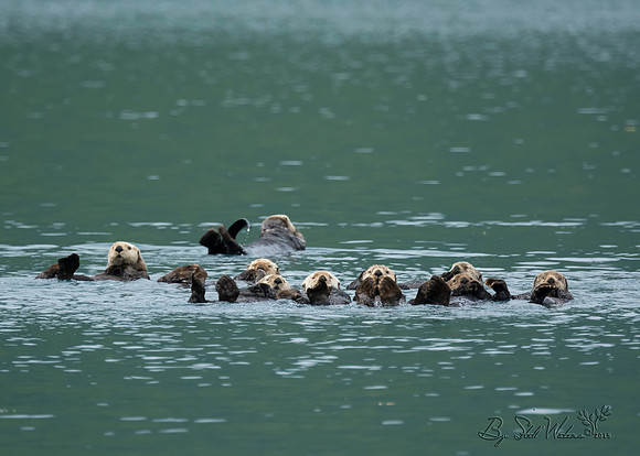 sea otters