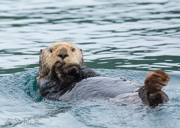 sea otter