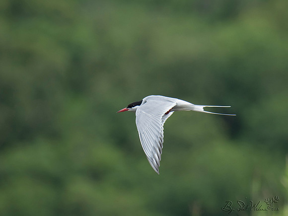 Arctic Tern