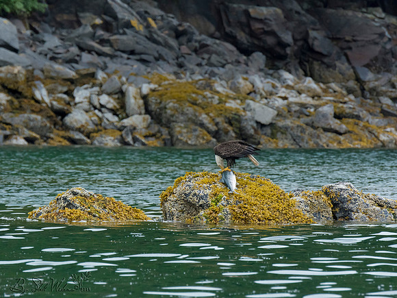 Bald eagle with catch