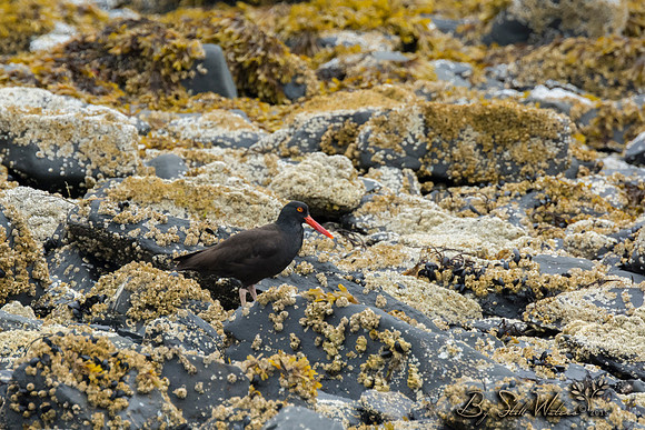Black oystercatcher