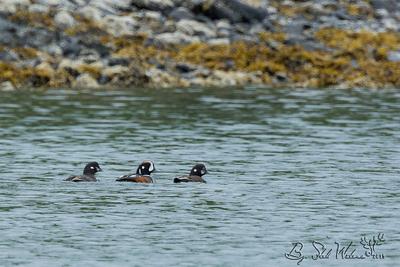 Harlequin ducks
