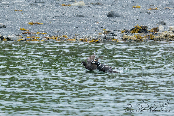 Harlequin ducks male and female