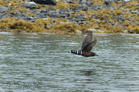Harlequin male duck
