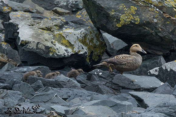 Eider duck with ducklings