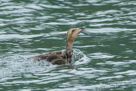 Eider duck with ducklings