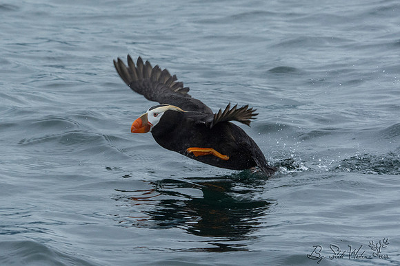 Tufted puffin