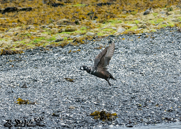 Harlequin duck