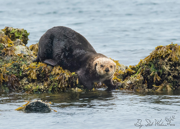 Sea otter