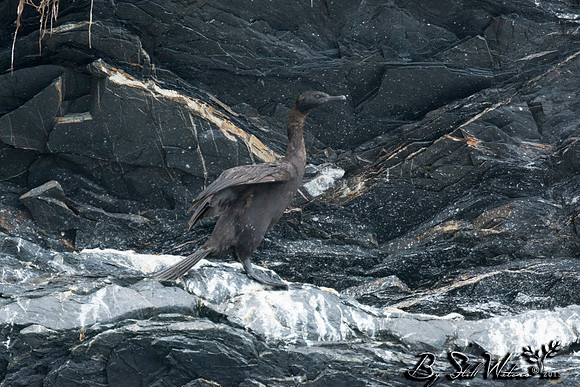 Pelagic cormorant