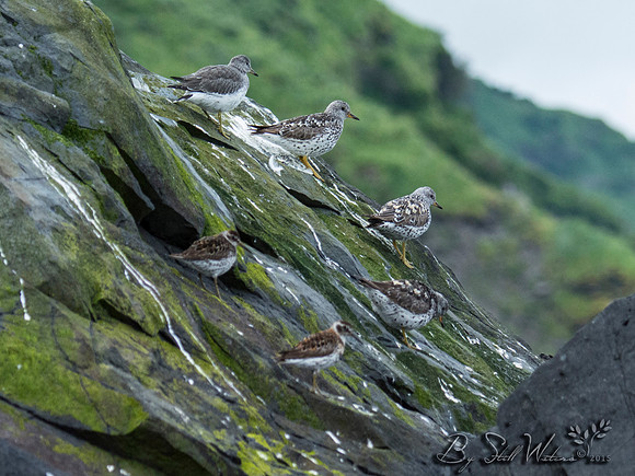 Surf birds