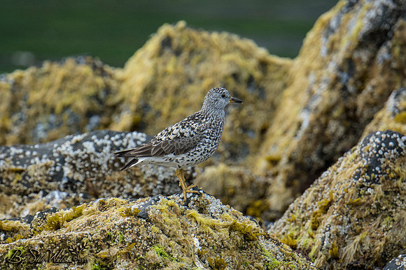 Surf birds