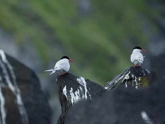 Arctic terns