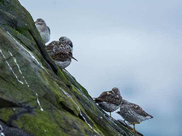 Surf birds