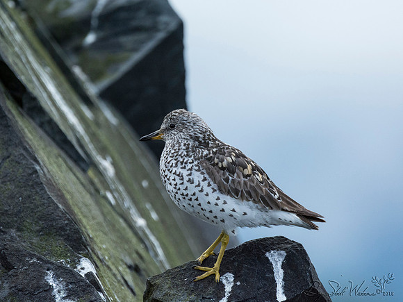Surf birds