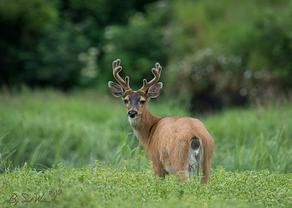 Sitka black tail, buck