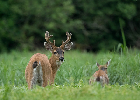 Sitka black tail buck with female