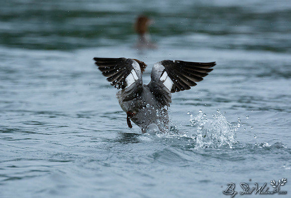 Merganser