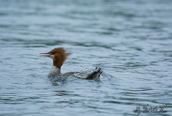 Merganser