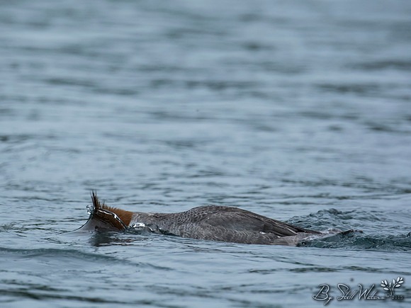 Merganser