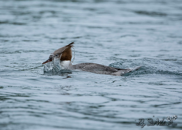 Merganser